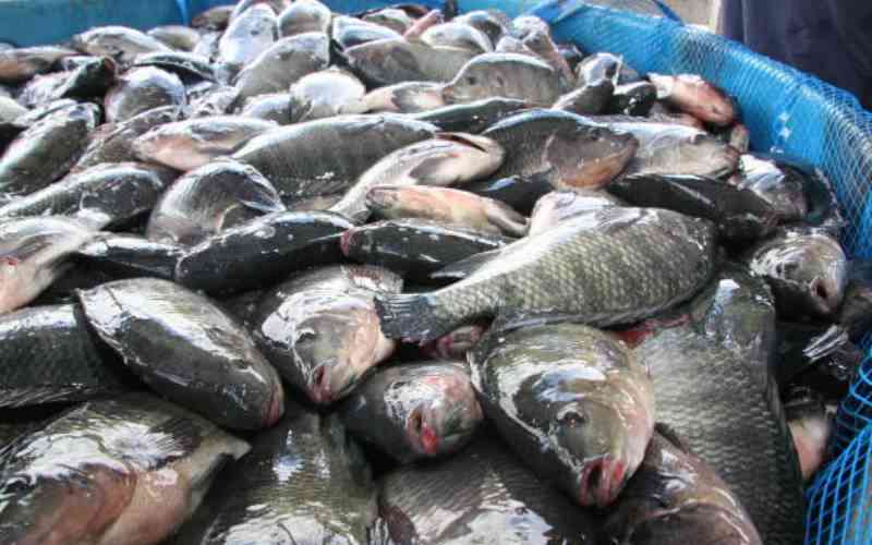 Why Tilapia fishily vanished from frying pans