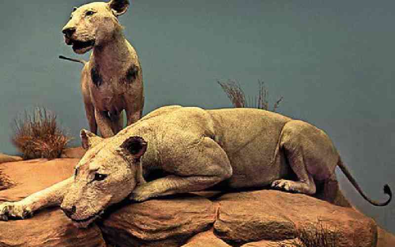 How man-eating lions of Tsavo ended up in US in 1924