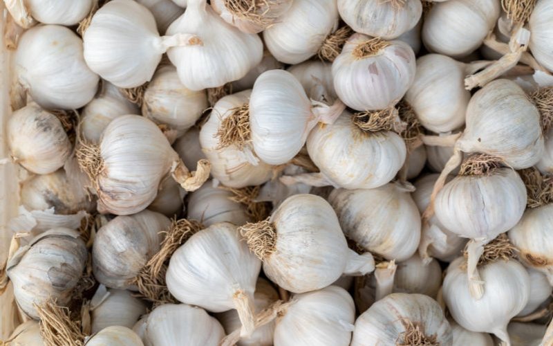 The abc of garlic farming
