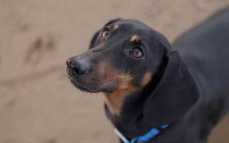 When a rabid dog turns: How an attack can unfold and what to do next