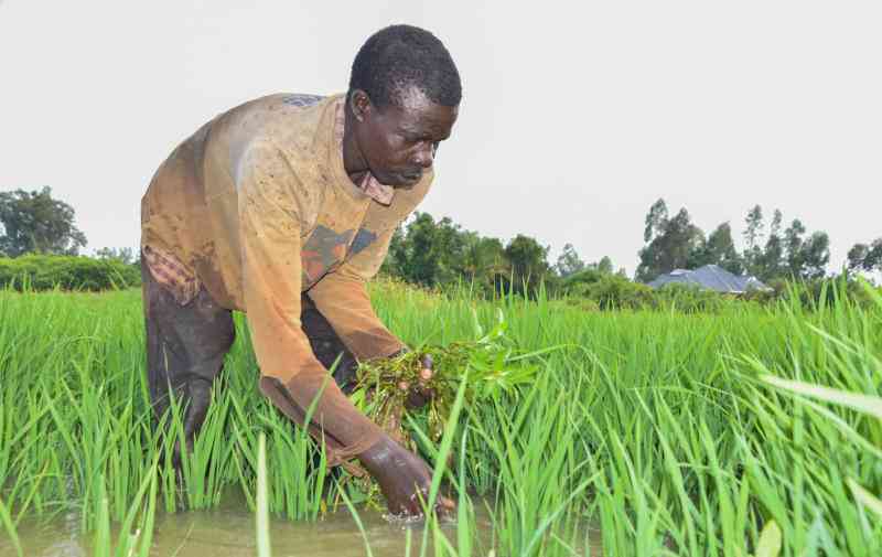 How wheat, rice and maize are driving Kenya on the path to a green revolution