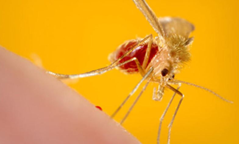 Deadly parasite mimics malaria, quietly claiming lives undetected