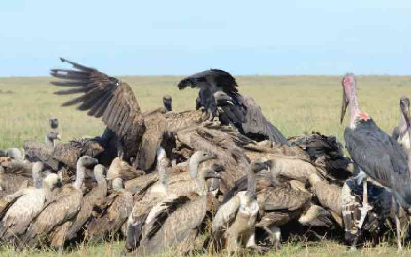 More than 120 endangered vultures killed in S.Africa poisoning