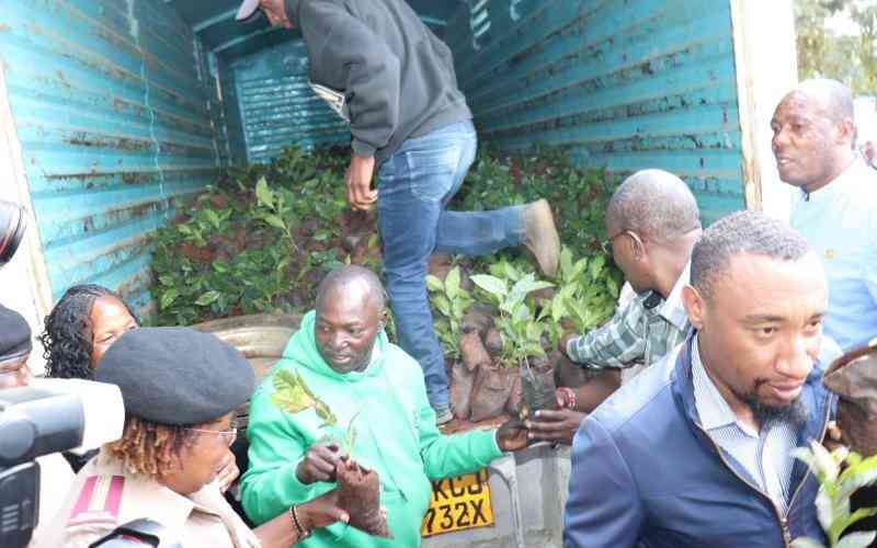 Coffee revival programme takes root in the counties