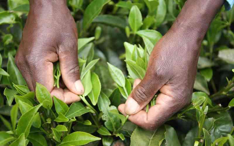 Tea reforms need political goodwill to benefit farmers