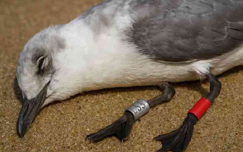 From Finland to Siaya: Rare migratory birds put Usalo on the Map