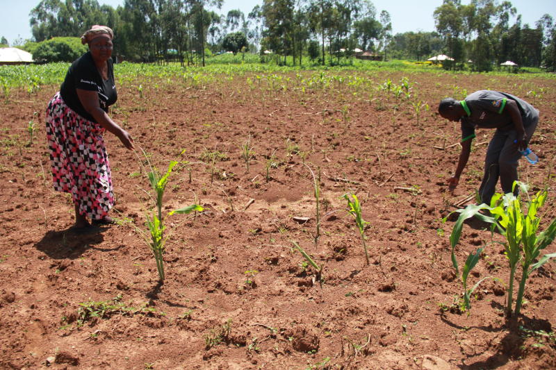 Farmers seek government help as fall armyworms destroy crops