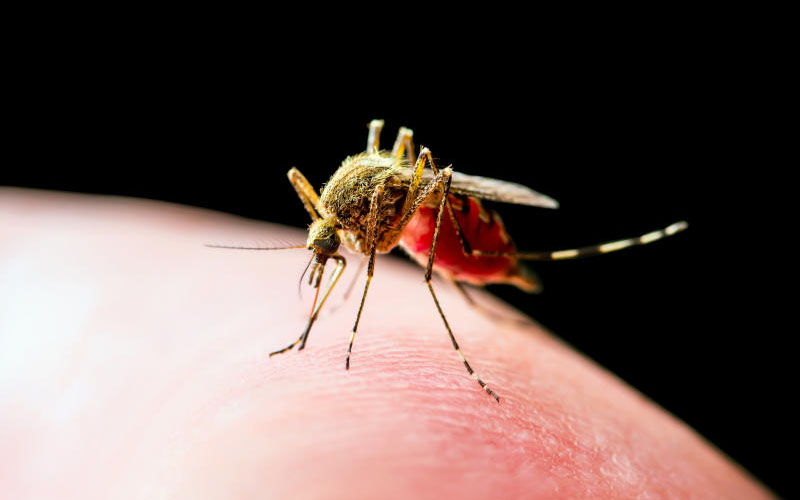 Why certain colours might make you more attractive to mosquitoes