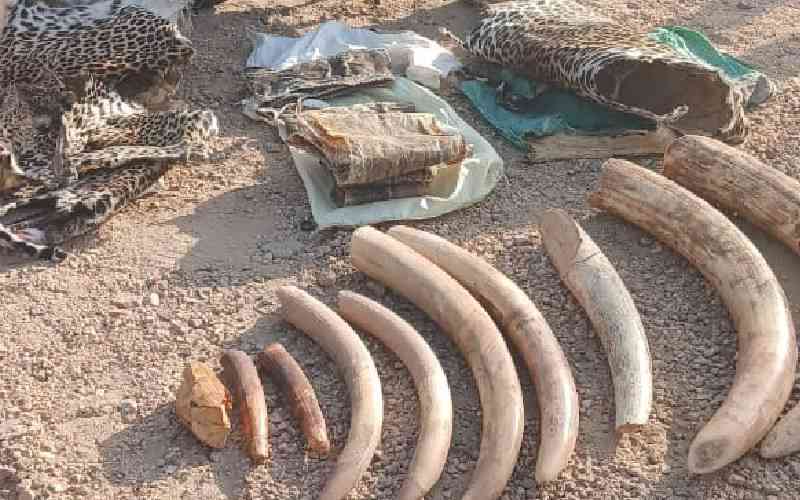 KWS officers arrest three suspects, seize elephant tusks, wildlife skins