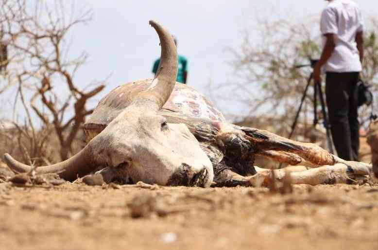 New IGAD framework seeks to transform agrifood systems in the region