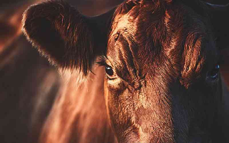 Farmers decry rampant cattle theft in Homa Bay