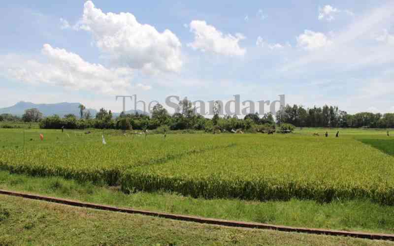 Heavy rains destroy Homa Bay rice farms