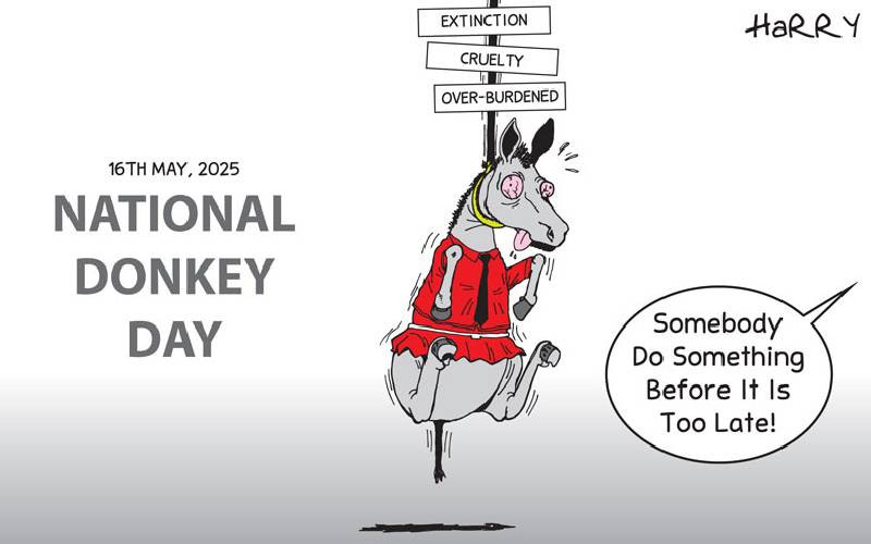 National Donkey Day