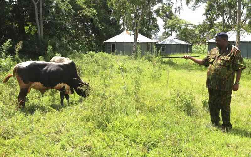 Police arrest three suspects, recover 26 cattle