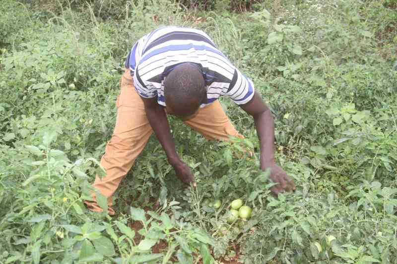 Isiolo's horticulture revolution