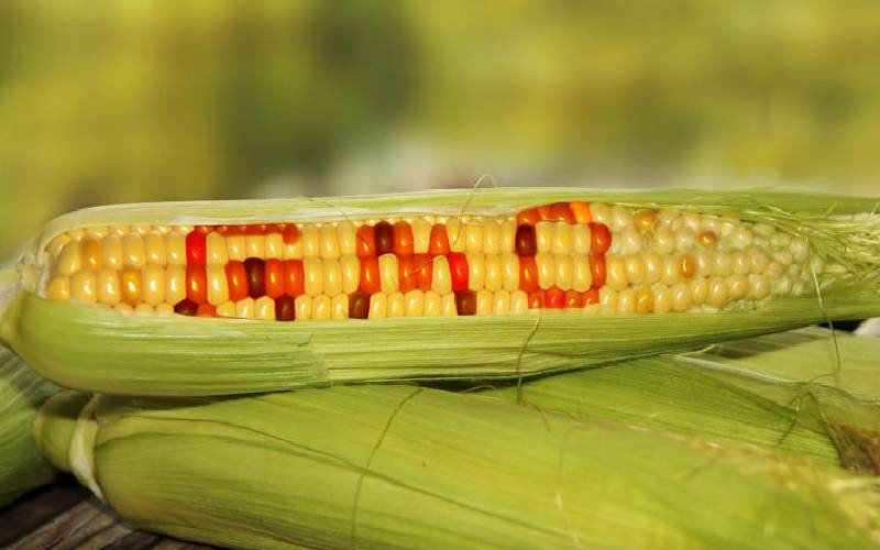 Bridging vast knowledge gap will make raging GMO debate healthier