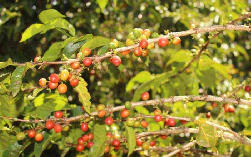 Meru Coffee Farmers Cooperative Society fight over assets