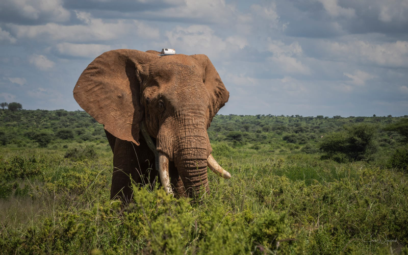 Great elephant exodus: Racing Drought Across Northern Kenya
