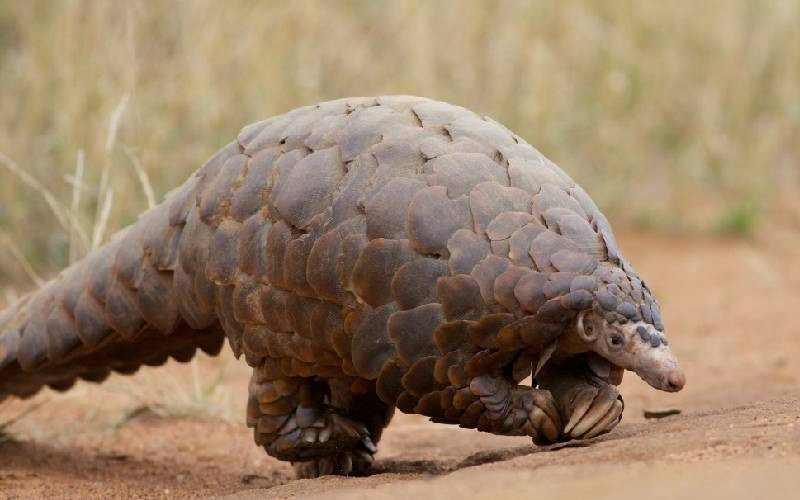 Ground pangolin: 'Extinct' mammal returns to roam Kenya's landscape