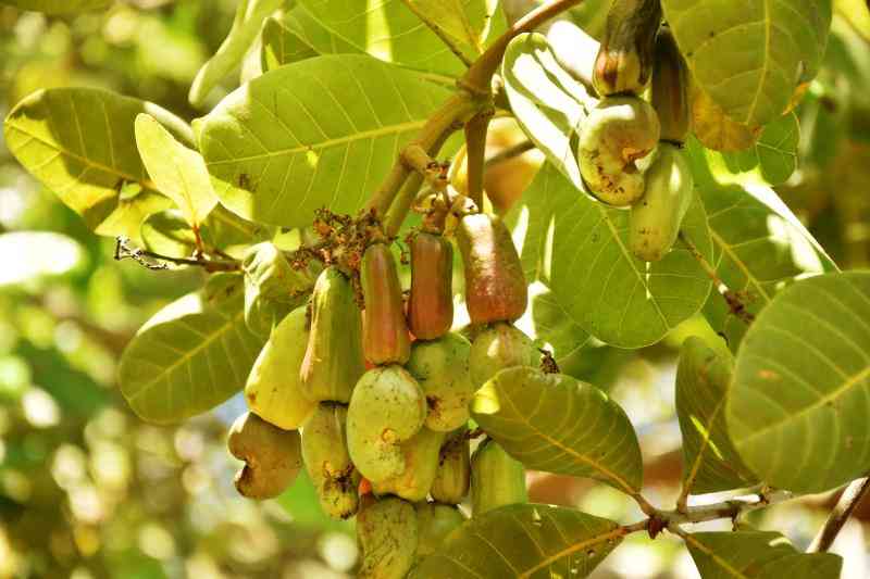 Initiative to woo farmers back to cashew nuts