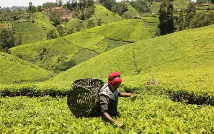 Kipsigis Clans Give Browns, Lipton, Government 30 Days Over Tea Estate Land Claim