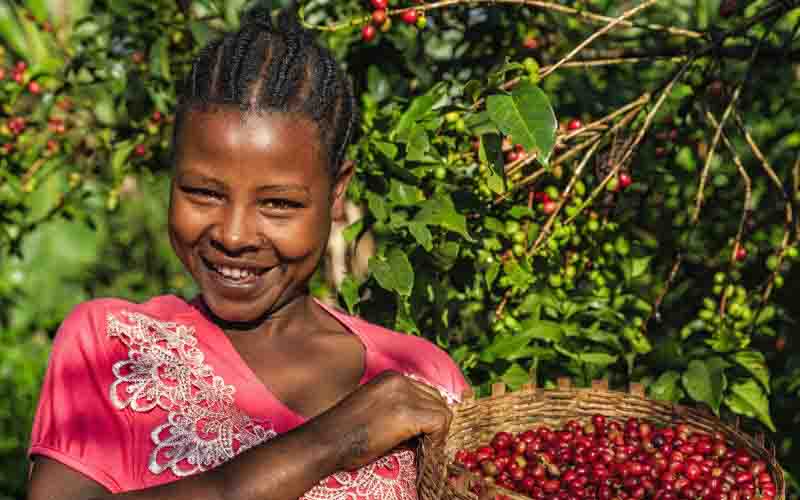 Coffee farmers fear return of cartels through proposed rules