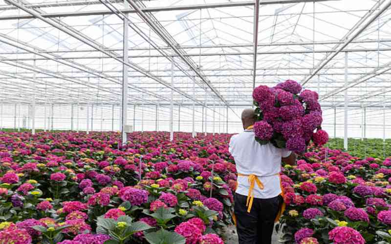 Regulatory maze slows Kenya's drive for bigger EU exports