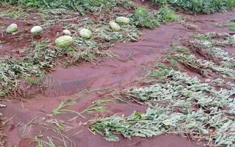 57,000 farmers receive insurance payouts after severe weather devastates crops