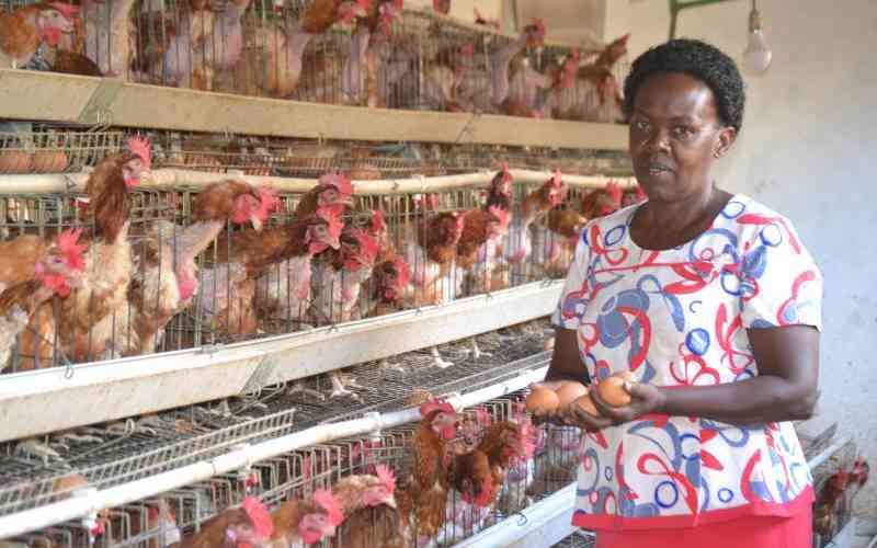 Water belly (Ascites) management in a flock of broilers