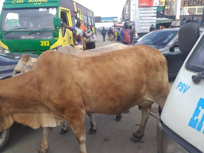 Hungry cows a nuisance for Nairobians