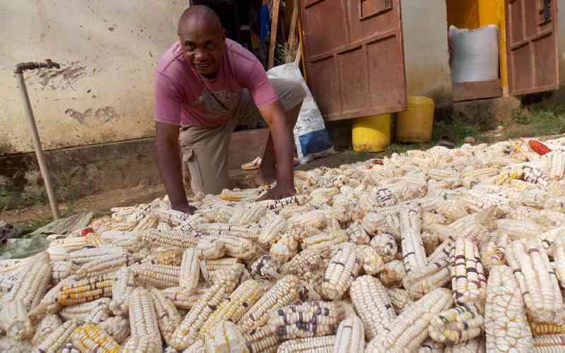 Agency says GMO maize resistant to fall armyworms, stem borers