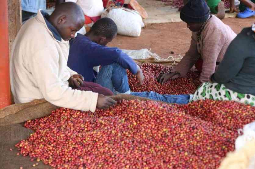 Coffee farmers earn Sh9.3b in three months
