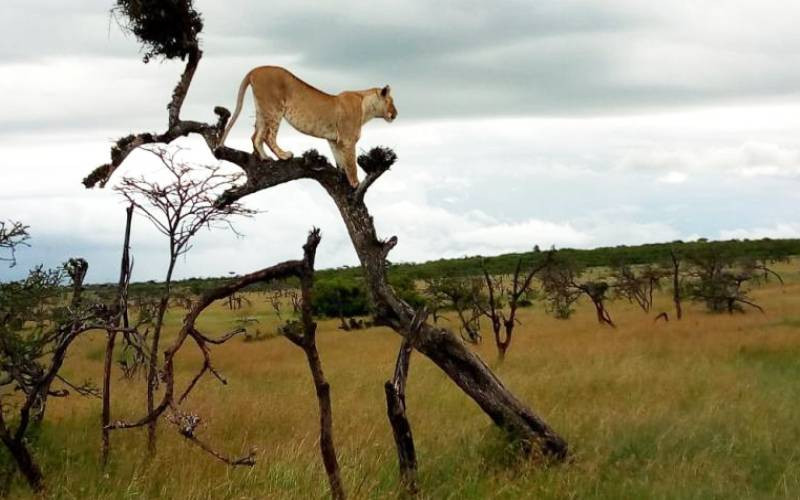 Tour guides, drivers, organisations protest killing of lions in the Mara