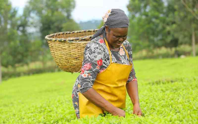 Tea farmers appeal for UK law to promote justice and fair pay
