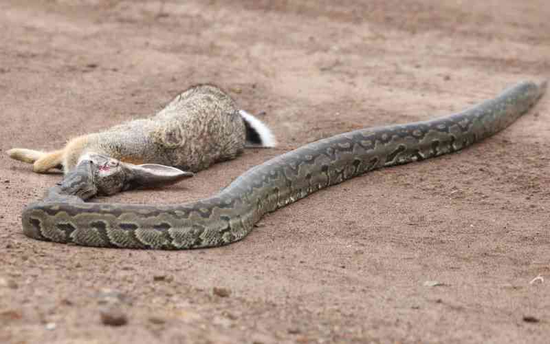 Fear grips Ugunja over rising human-wildlife conflict