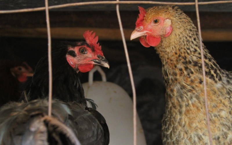 Killer poultry disease that is super contagious