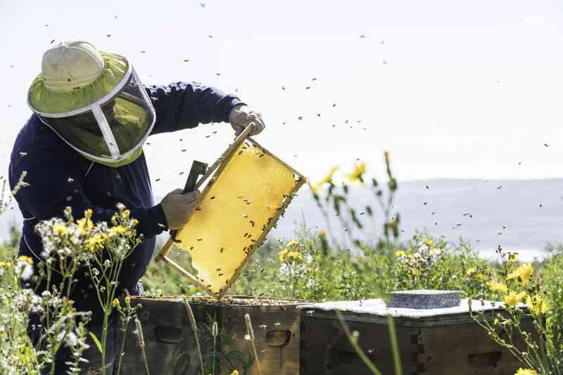 Egerton University initiates queen bee propagation project