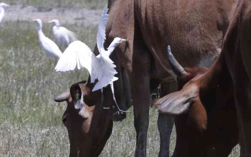 Five parasite control options for your herd