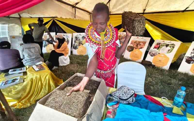 Samburu pastoralists turn to 'cattle cake' as drought bites