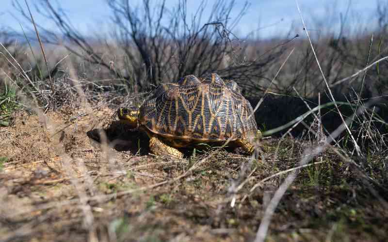 Dogs on the trail of South Africa's endangered tortoises