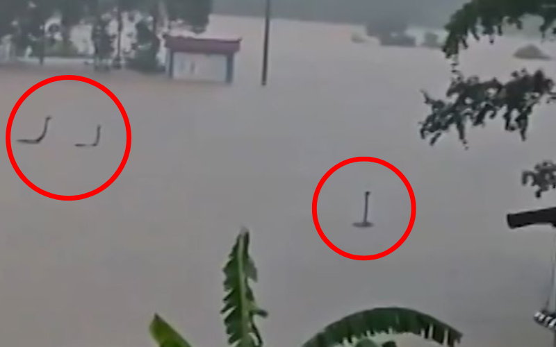 Nearly 900 cobras escape after China flood destroys snake farm