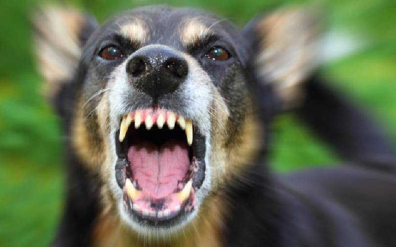 Rabies kills thousands in Kenya as vaccination and surveillance gaps persist