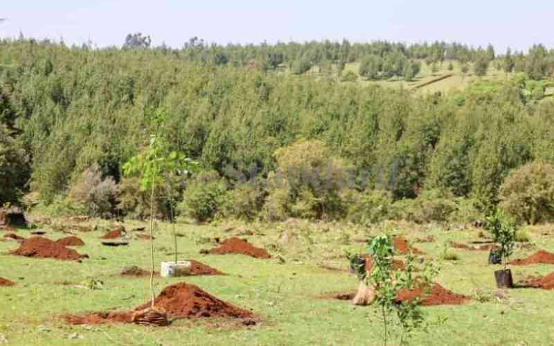 Locals hold demos in support of efforts to fence Kaptagat Forest