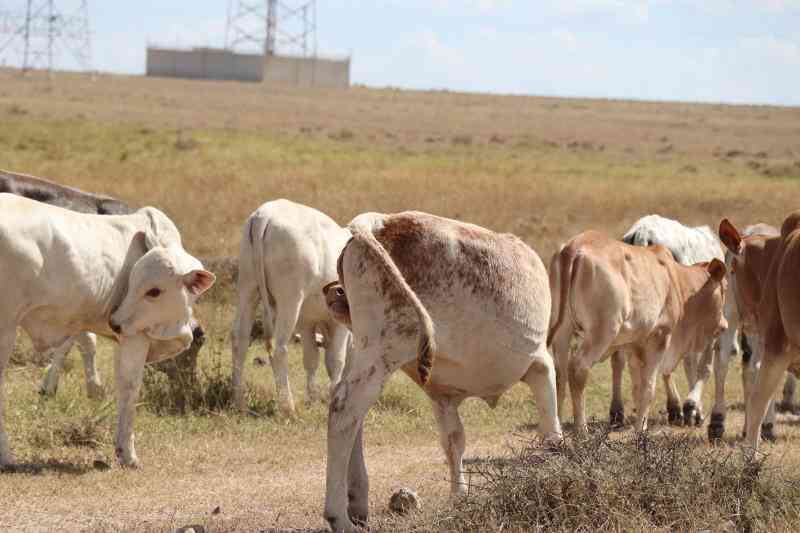 Laikipia comes to life as locals warm up to value-addition in livestock farming