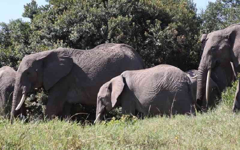 Threat to export elephants and Africa's conservation dilemma