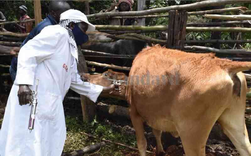 Dairy farmers appeal for urgent government action as foot and mouth disease ravaged herds.