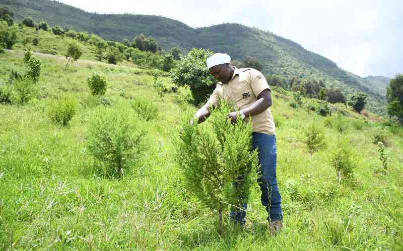 Aberdare Forest: Reawakening of conservation efforts after years of deforestation