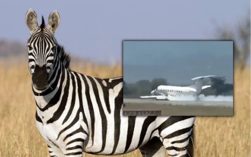 Zebra strike forces Tanzania safari plane into emergency landing