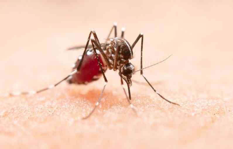 How Malaria is  is stealing pregnancies in Siaya