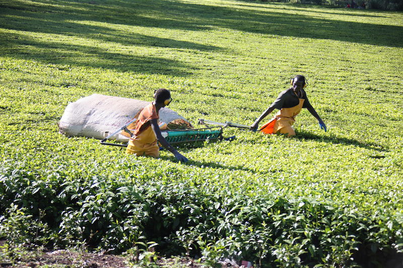 Tea production dropped by 31m kilos in a year